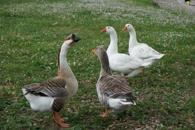 goose image