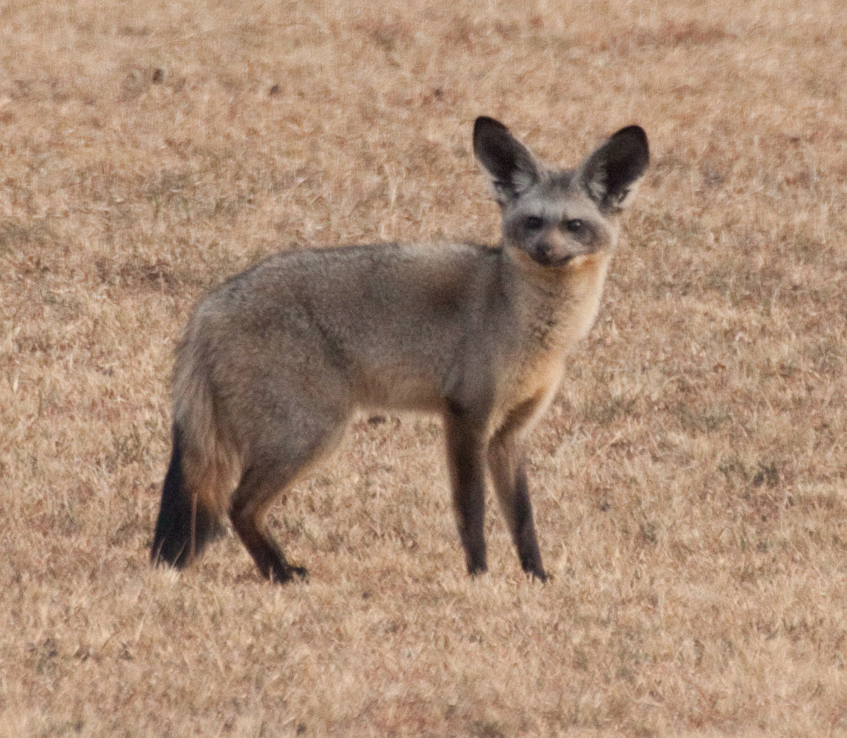 Put a link to a cute animal picture inside the parenthesis-->