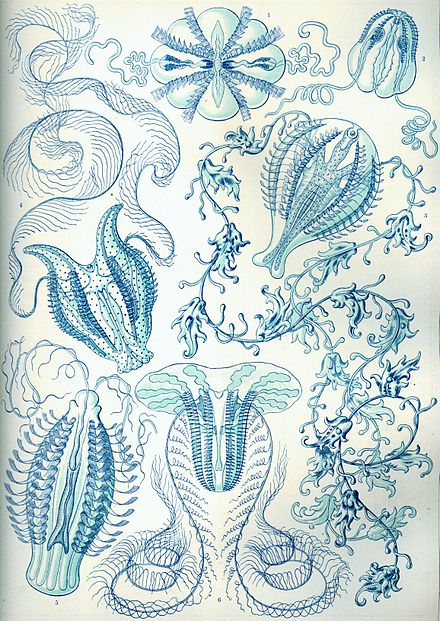 Haeckel Ctenophorae