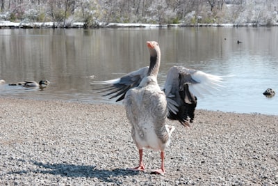 goose image