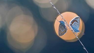 A pair of silver-studded blue butterflies (© Misja Smits/Minden Pictures)