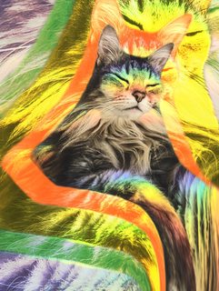 rainbow catnip