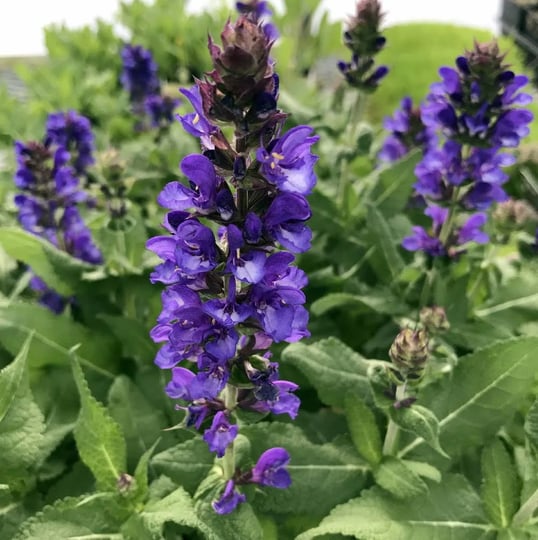 blue-marvel-salvia-meadow-sage-quart-pot-1
