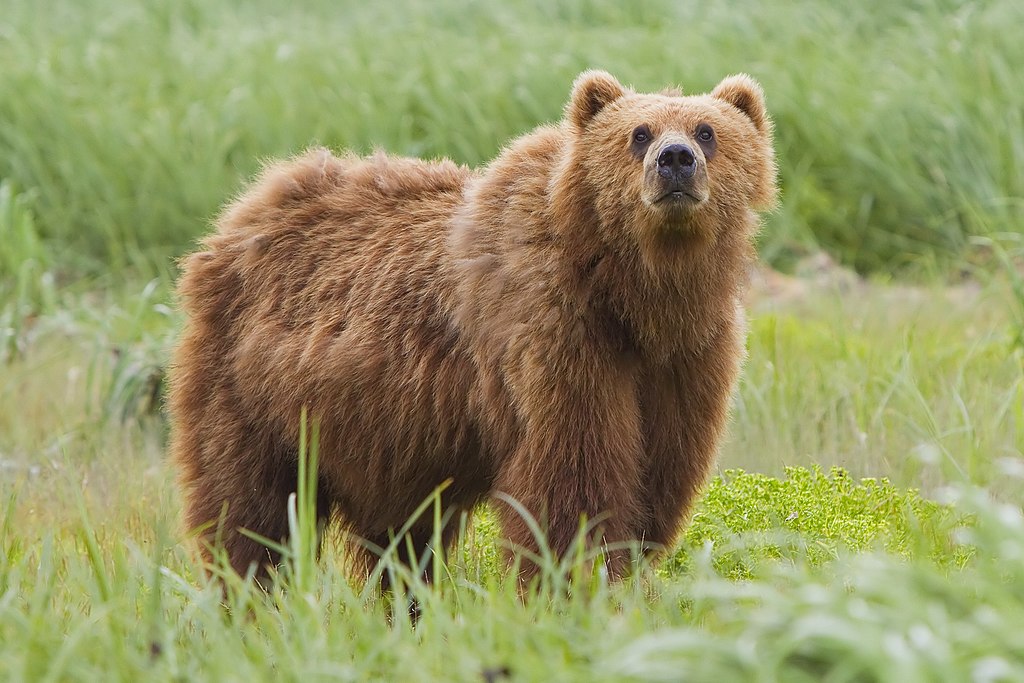 Kodiak Bear (Ursus Arctos Middendorffi)