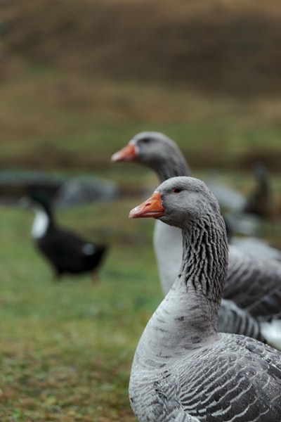 goose image