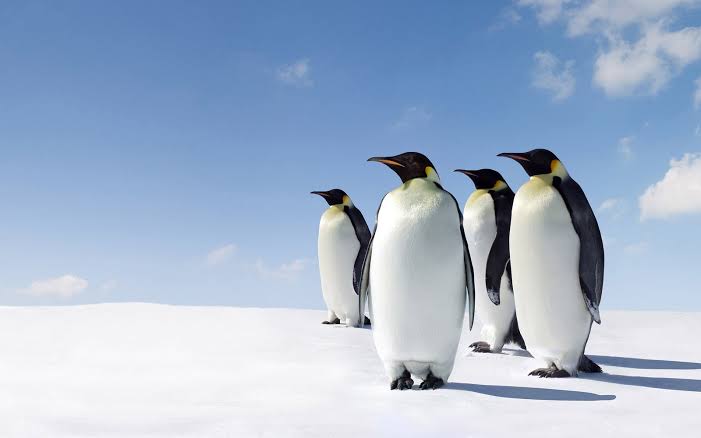 Penguins