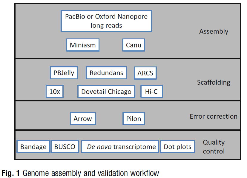 Genome assembly and validation workflow