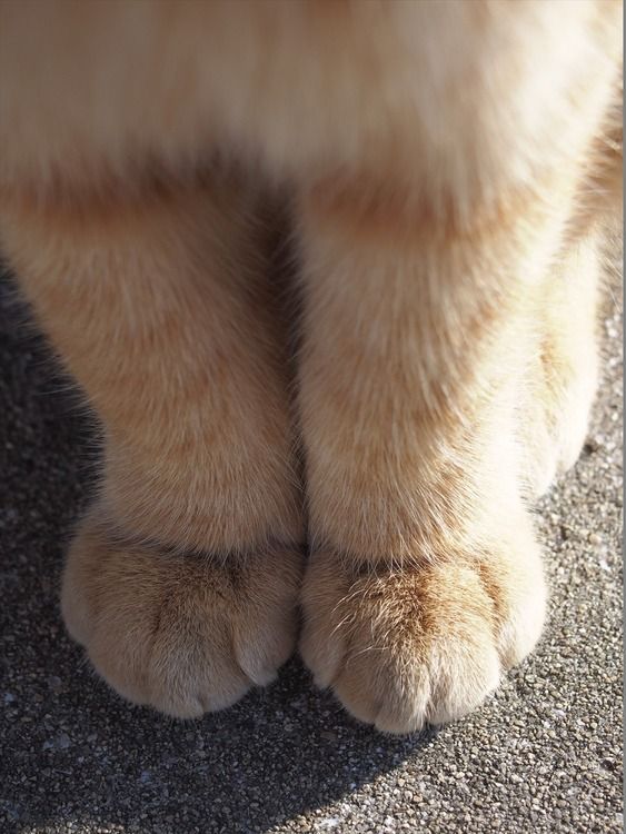 cat paws