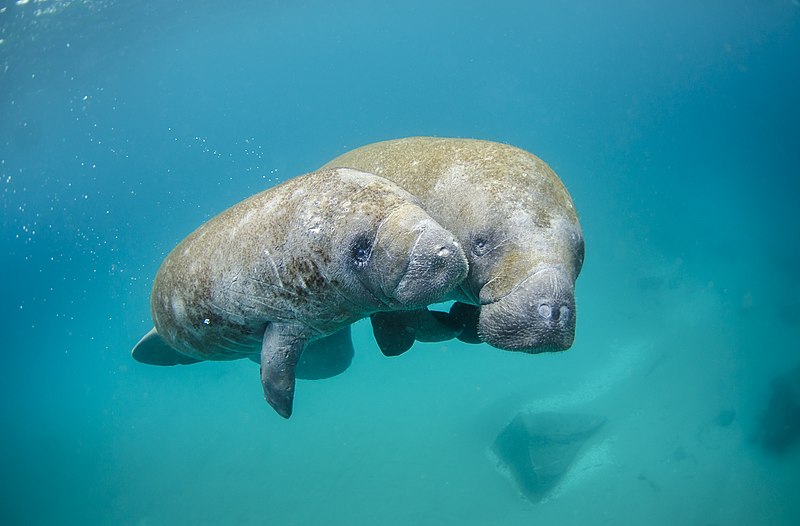 photograph of a mother manatee and calf