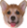 corgiderp