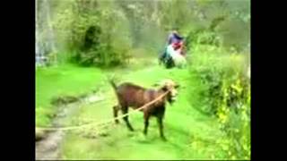 oprah and the yelling goat