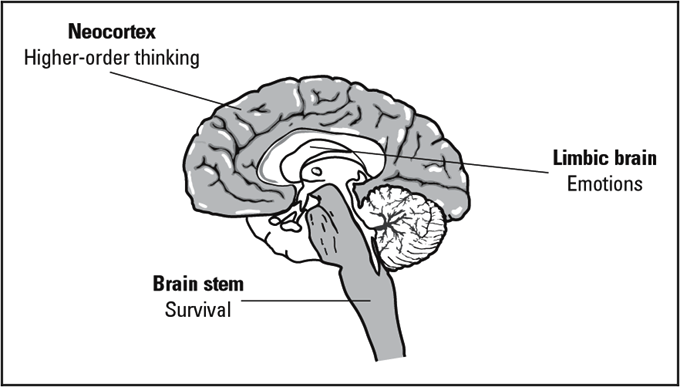 triune brain