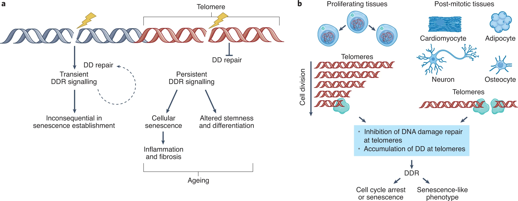 Telomere