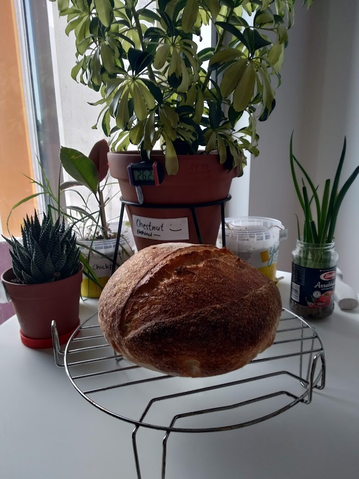 sourbread and my plants