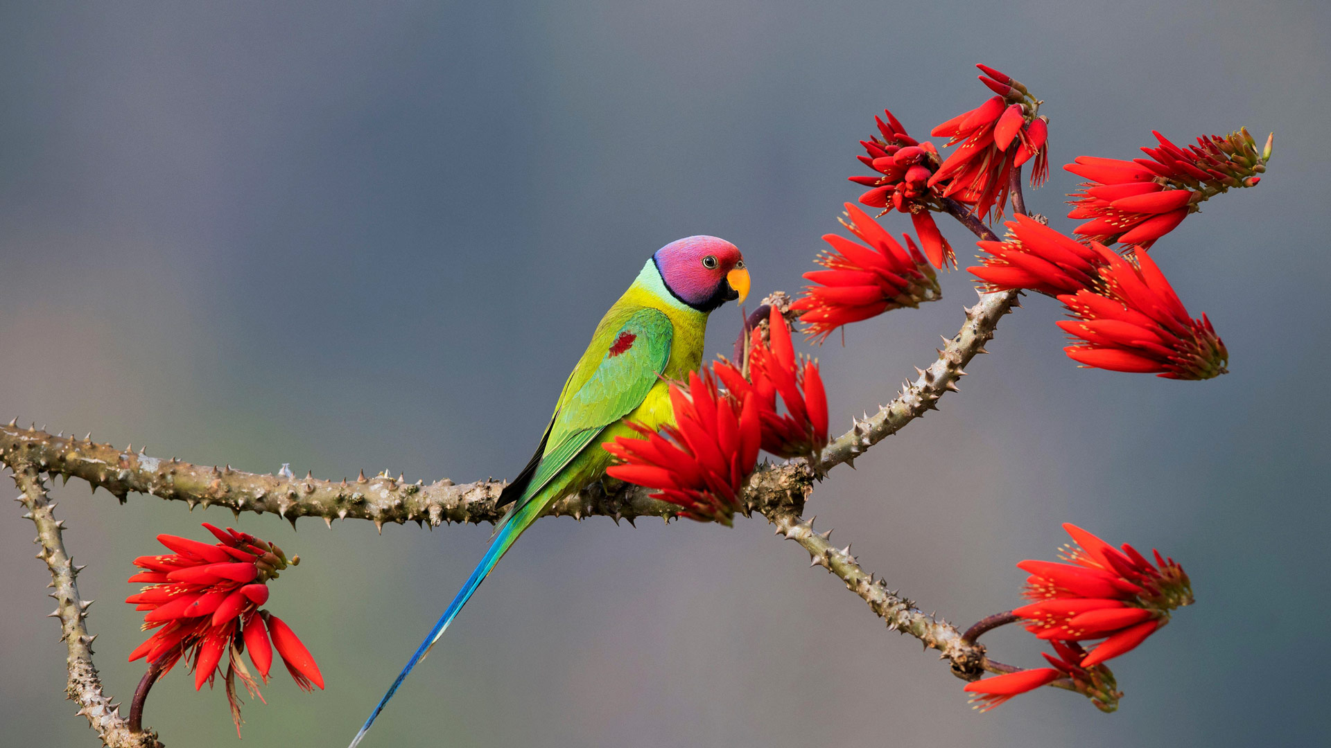 Head-turner in the treetops