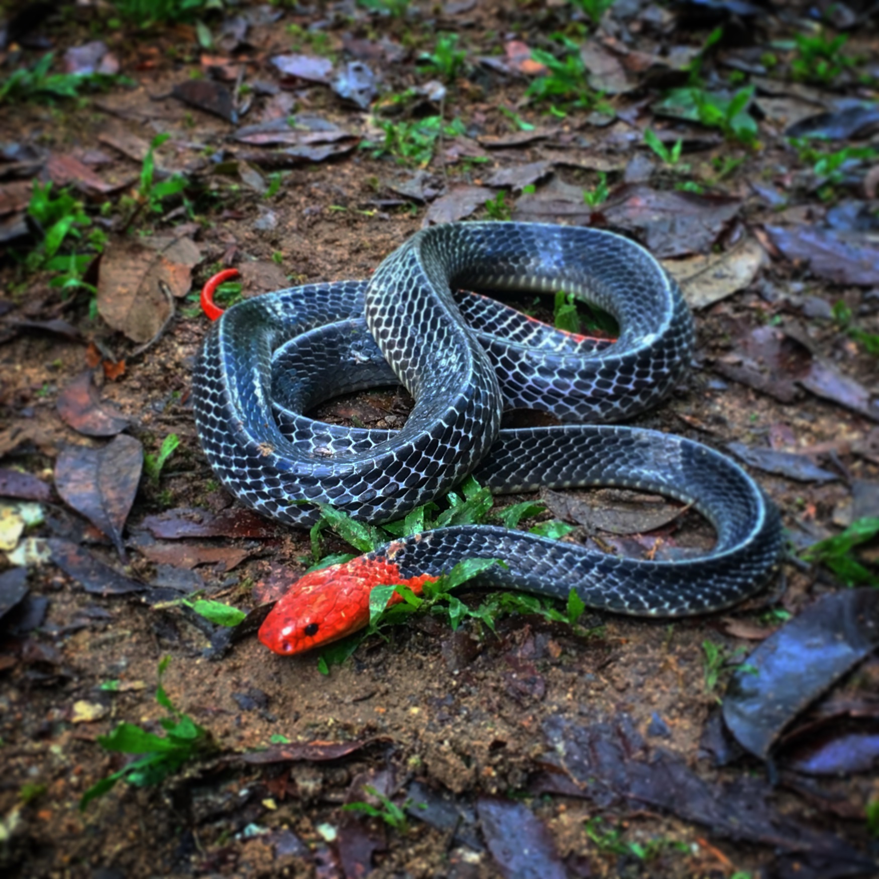 Red-headed krait snake