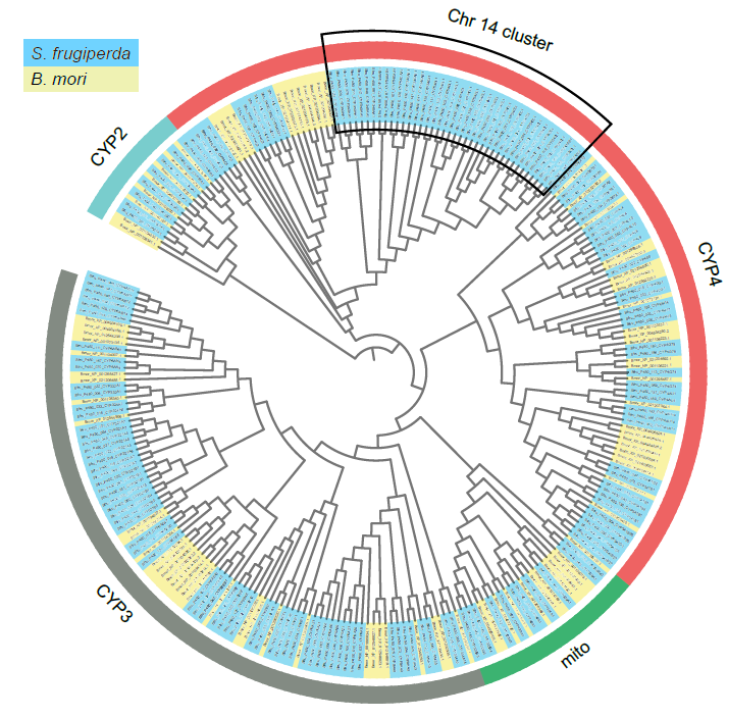 Maximum-likelihood phylogenetic analysis