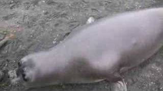 Super Cute Baby Elephant Seal blows snot all over leg