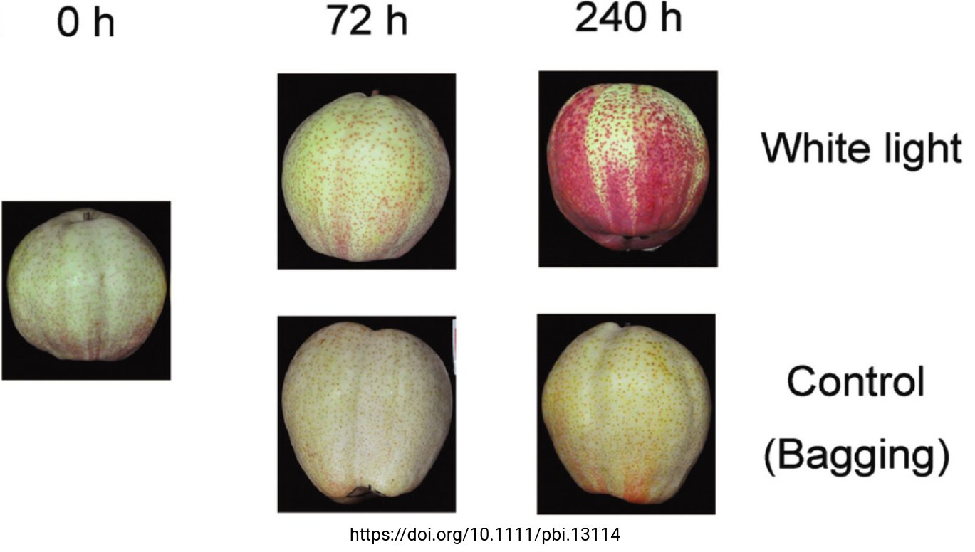 PpBBX16 activates anthocyanin MYB10 in red pear (Tweet #80)