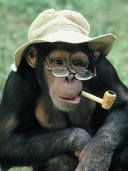 Monkey Professor