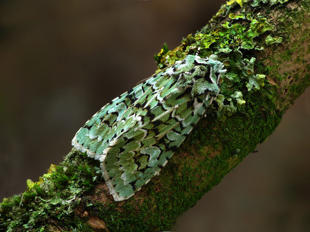 73.224 BF2247 Merveille du Jour, Griposia aprilina