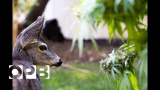 Meet Sugar Bob: Oregon's Pot Eating Deer