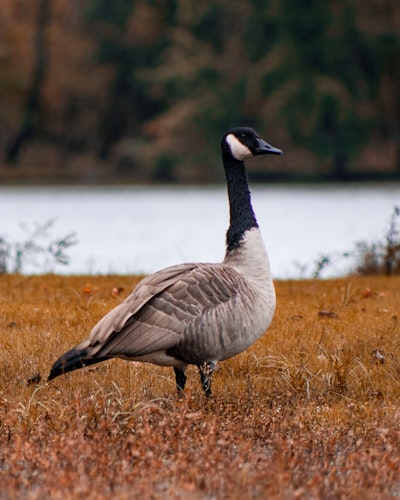 goose image