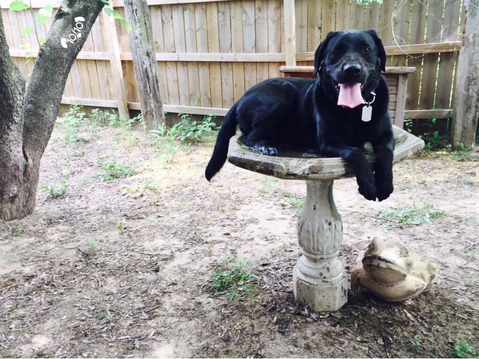 dog image