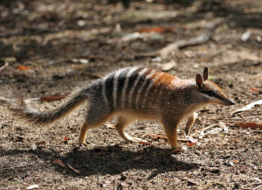 numbat