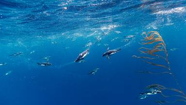 Macaroni penguins, Drake Passage, Chile (© Paul Souders/Getty Images)