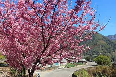  古坑草岭石壁山区的樱花