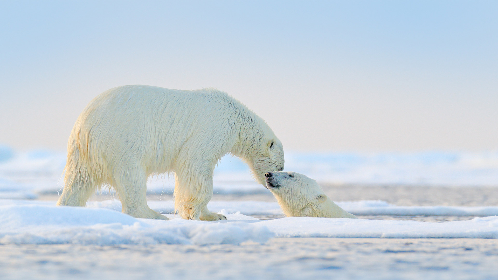 Polar bears at play in the Arctic (© Ondrej Prosicky/Shutterstock)