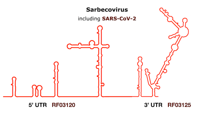 SARS-CoV-2 Rfam predictions