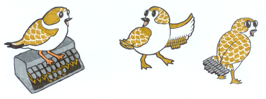 Plover birds