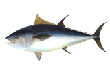 https://ptrace.tunfish.org/thunfisch-160.jpg