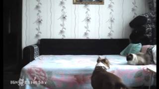 When the dog stays at home alone   Пока никто не видит