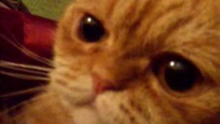 probably the angriest cat in the world