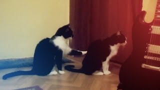 Кошка просит прощения   Ржу не могу   Cat tries to apologize
