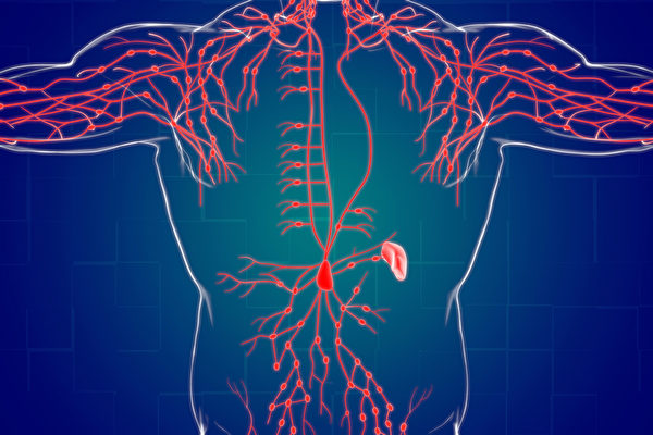 淋巴管上的淋巴结，能阻挡细菌病毒，甚至是癌细胞。(Shutterstock)