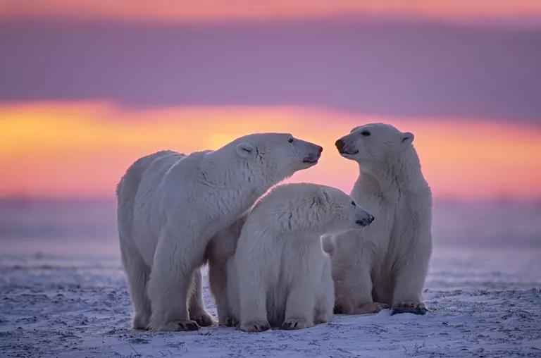 Image of Polar Bears