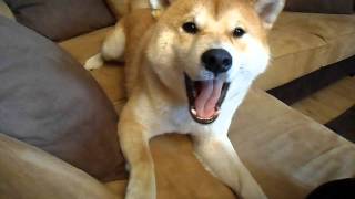 Angry Shiba Inu