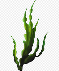 kelp