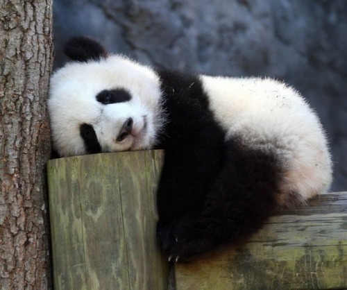 Cute sleeping Panda