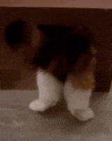 A cat fitting into a box