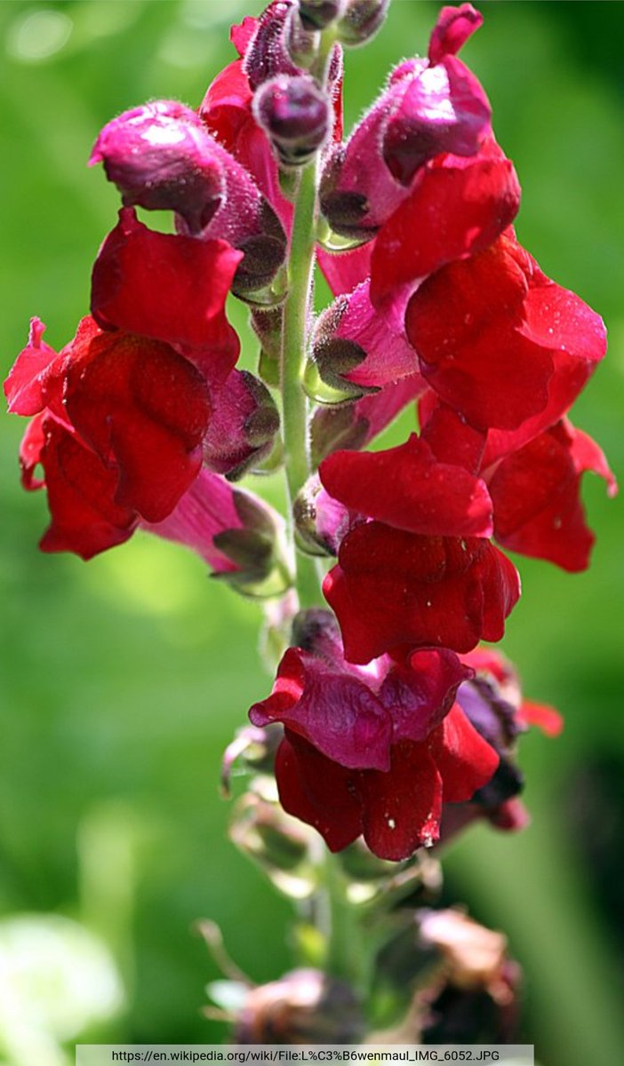 Multiple bHLHs control flower pigmentation (76)