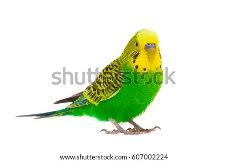 Green Budgie