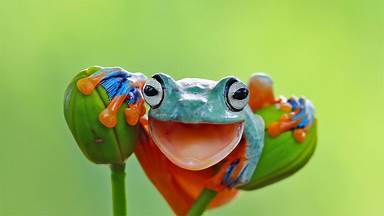 https://cn.bing.com/th?id=OHR.WorldFrogDay_ZH-CN7191299445&w=384&h=216