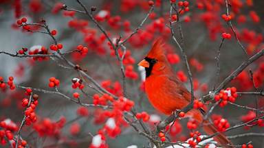 A northern cardinal perched in a common winterberry bush in Marion County, Illinois (© Richard and Susan Day/Danita Delimont)