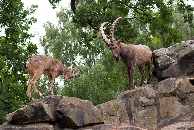 The proud Altai Ibex