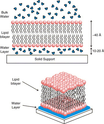 Bilayer Membrane